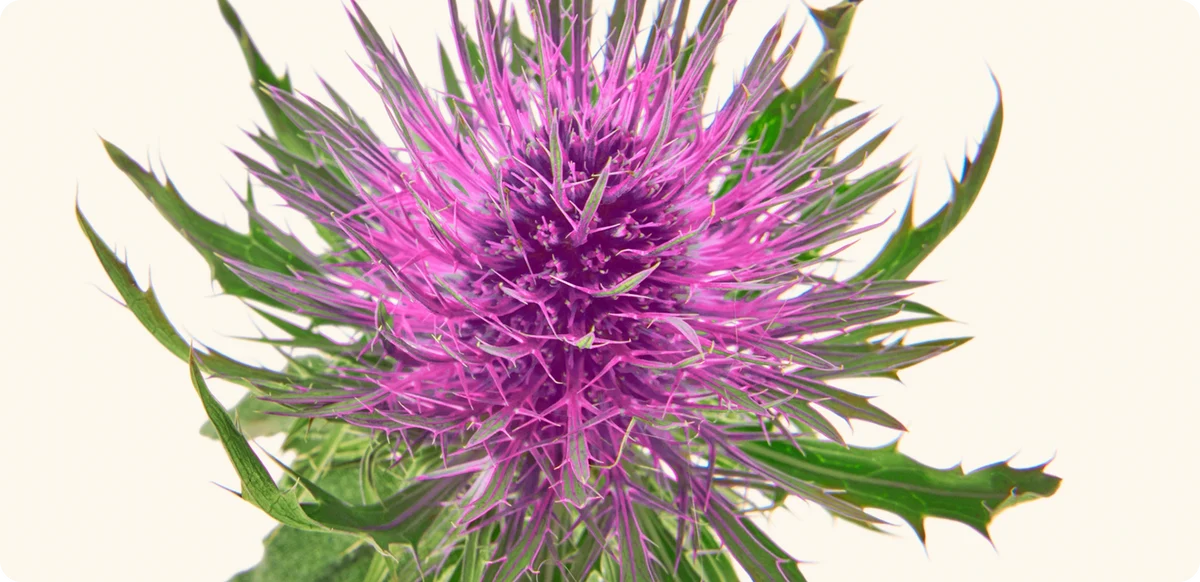 Milk thistle