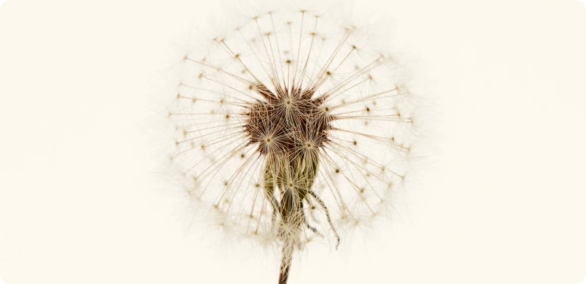 Dandelion